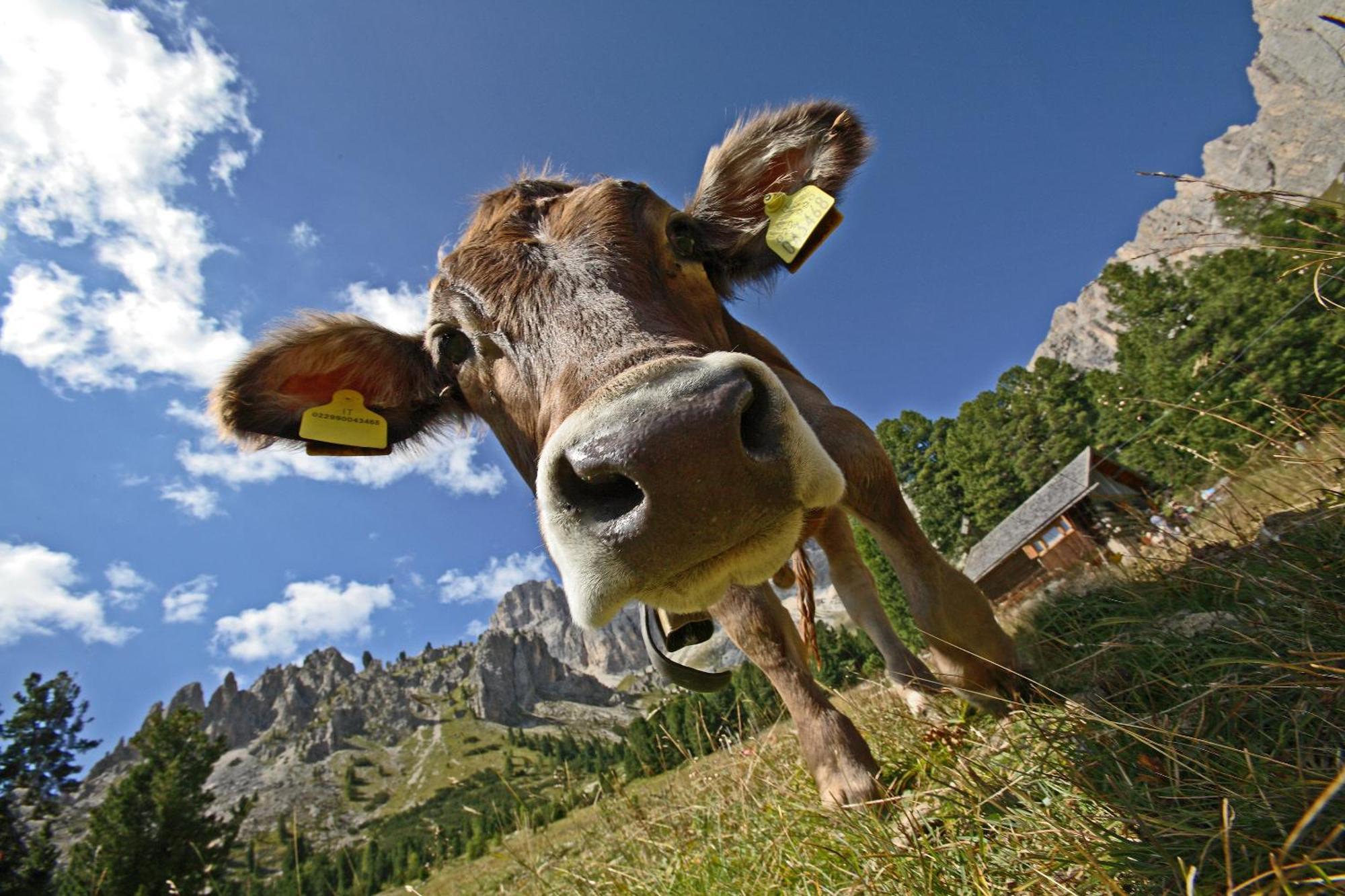 Hotel Diamant Park Campitello di Fassa Zewnętrze zdjęcie